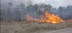 Focos de incendios tras prolongada sequía de nuevo pone en riesgo fauna chaqueña - Noticias del Chaco - ABC Color