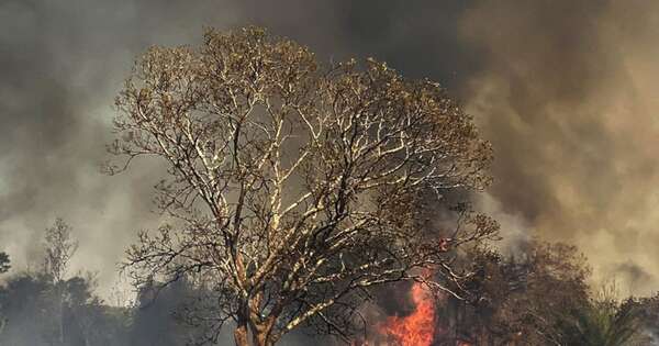 La Nación / En Pantanal brasileño declaran emergencia a causa de los incendios que no pueden ser controlados