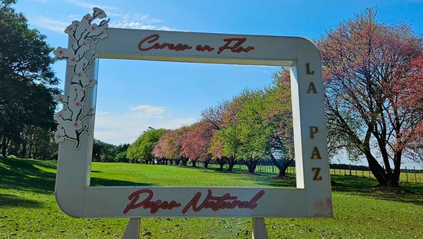 En La Paz, Itapúa, podés viajar a Japón y vivir la magia del cerezo en flor sin salir de Paraguay