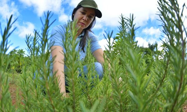 Huerto de Itaipú produjo 37.363 plantines en los primeros cinco meses de este 2024 – Diario TNPRESS