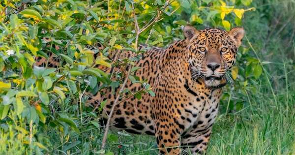 La Nación / En Paraguay, 40 especies de fauna silvestre son víctimas del tráfico criminal