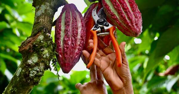 La Nación / El cacao cotiza como “oro”