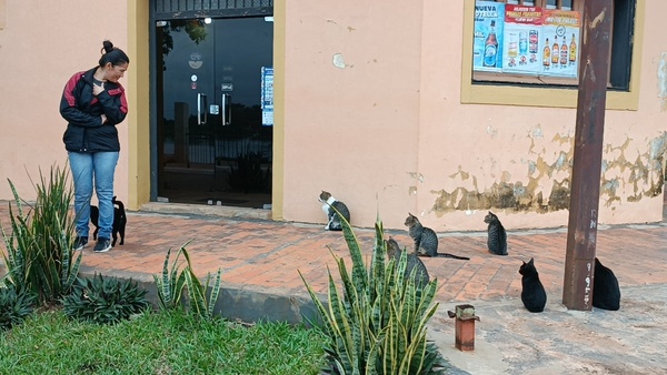 Gesto loable de una ciudadana en cuidar a los gatos arrojados en la calle