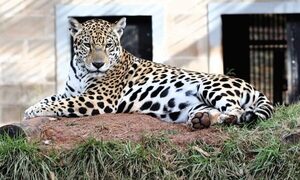ITAIPU conmemora el Día contra el Tráfico de Fauna Silvestre e insta a combatir el flagelo