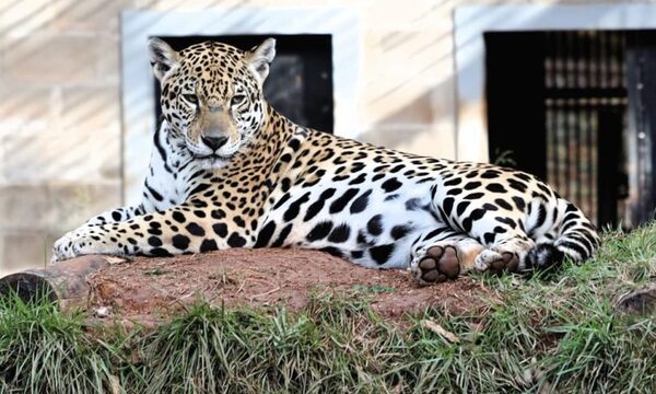 ITAIPU conmemora el Día contra el Tráfico de Fauna Silvestre e insta a combatir el flagelo