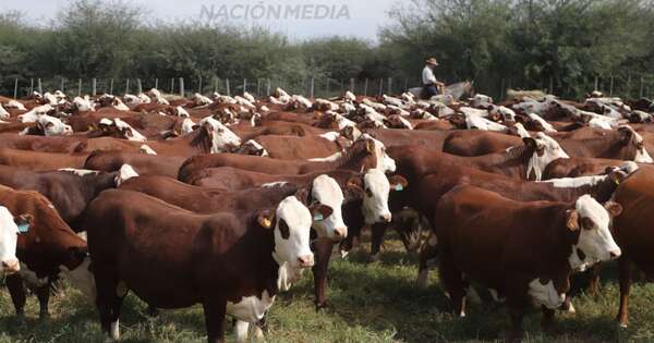 Diario HOY | Carne por las nubes: ARP dispara contra oligopolio que manipula precios