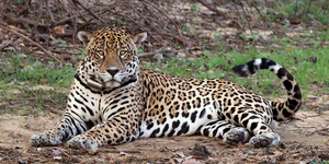 EN PARAGUAY, 40 ESPECIES DE FAUNA SILVESTRE SON VÍCTIMAS DEL TRÁFICO CRIMINAL - Itapúa Noticias