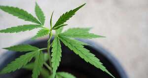 Diario HOY | Tribunal Federal de Brasil despenaliza el consumo de marihuana en el país