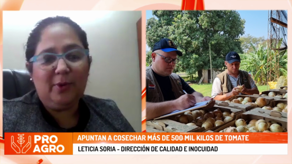 Apuntan a cosechar más de 500 mil kilos de tomate - Megacadena - Diario Digital