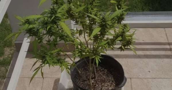 La Nación / Tribunal de Brasil logra mayoría para despenalizar portación de marihuana para uso personal