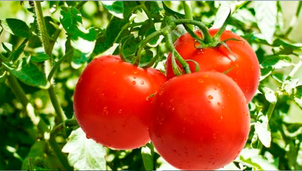 Mercado a salvo: A pesar de las inclemencias, producción nacional de tomate cubriría demanda