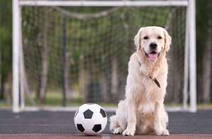 ¿Los perros entienden de fútbol cuando ven televisión? - Mascotas - ABC Color
