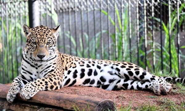 Itaipú conmemora el Día contra el Tráfico de Fauna Silvestre e insta a combatir el flagelo – Diario TNPRESS