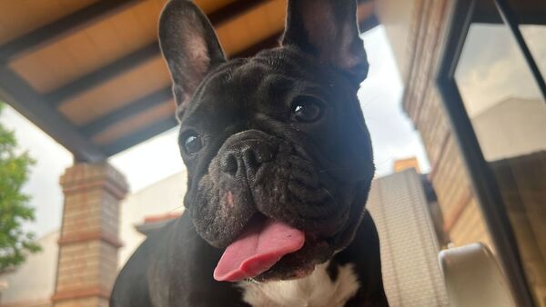 Motochorros robaron una perrita: "Le amamos mucho, queremos que vuelva"