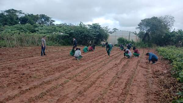 Cnel. Oviedo: alumnos cultivan cebolla para vender a fin de financiar la construcción de pista deportiva - Nacionales - ABC Color