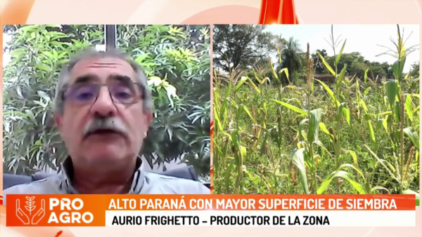 Alto Paraná con mayor superficie de siembra - Megacadena - Diario Digital
