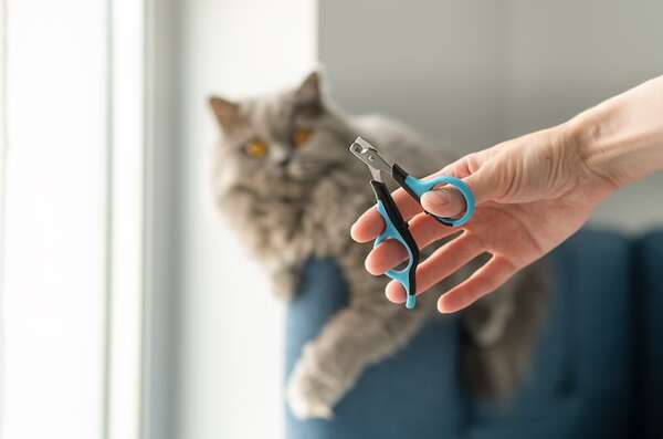 ¿Cada cuánto tiempo debo cortar las uñas a mi gato? - Mascotas - ABC Color