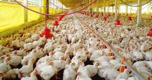 Diario HOY | Empresa boliviana invertirá en Paraguay en el rubro avícola
