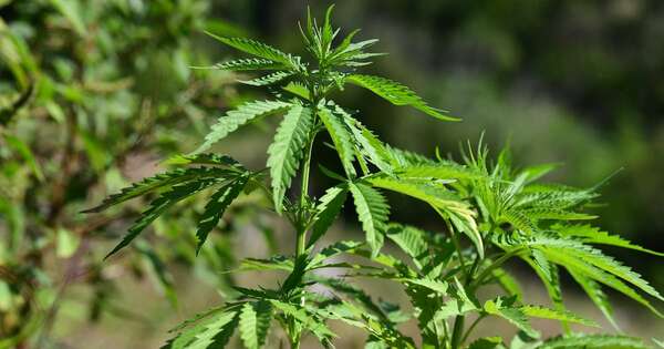 La Nación / Brasil despenaliza porte de hasta 40 gramos de cannabis