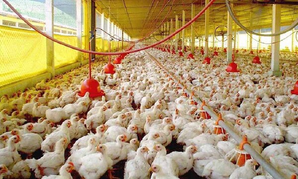 Empresa boliviana invertirá en Paraguay en el rubro avícola – Prensa 5