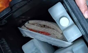 Tres bacterias son las responsables de la intoxicación masiva en Concepción – Prensa 5