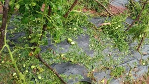 Granizada deja G. 400 millones en pérdidas a los productores feriantes en Alto Paraná