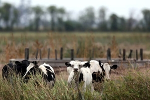 Impuestos por flatulencias de vacas y cerdos, una iniciativa de Dinamarca para cuidar el ambiente - Megacadena - Diario Digital