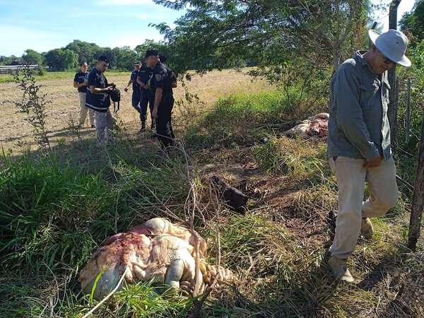 Abigeos hurtaron 15 vacunos y faenaron uno de diferentes distritos de Paraguarí - Nacionales - ABC Color