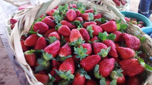 Frutilla a 80.000 el kilo por baja cosecha, golpe para productores - Noticiero Paraguay