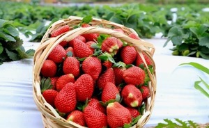 Inicia cosecha de frutilla con producción de calidad y expectativa de buenas ventas - ADN Digital