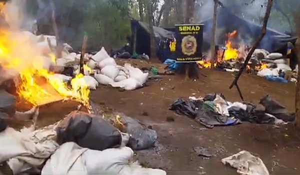 Senad destruye campamentos con cerca de siete toneladas de marihuana