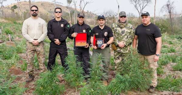 La Nación / Operativos conjuntos eliminan 3 millones de kilos de drogas