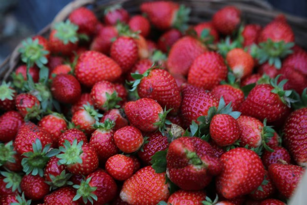 Frutilla a 80.000 el kilo por baja cosecha, golpe para productores