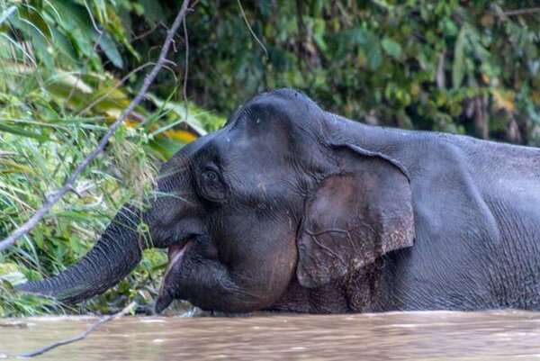 Apenas queda un millar de elefantes de Borneo, advierte organismo de conservación