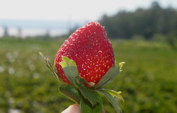 Areguá: Inicia cosecha de frutillas con buena expectativa de ventas - trece