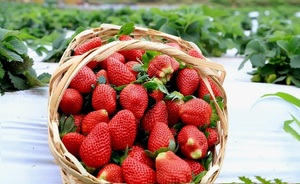 Temporada de frutilla: inicia cosecha con producción de calidad y expectativa de buenas ventas - Unicanal