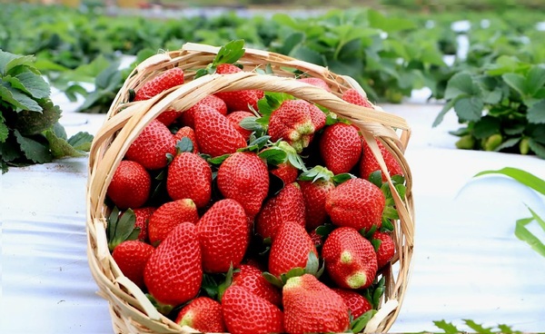 Temporada de frutilla: inicia cosecha con producción de calidad y expectativa de buenas ventas - Unicanal