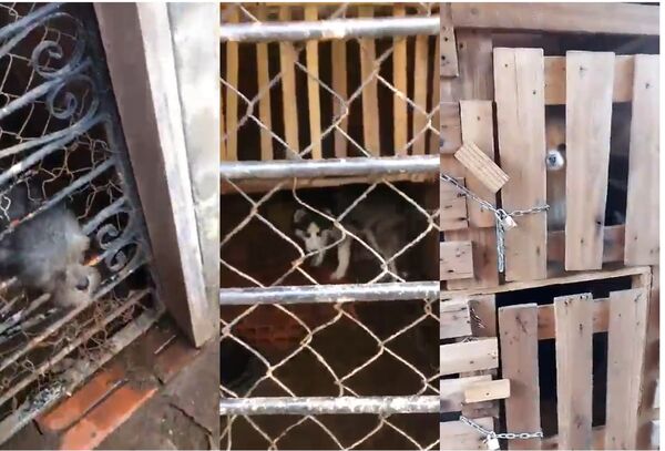 Rescatan a animales de criadero clandestino en Limpio: eran ofertados en redes sociales - Megacadena - Diario Digital