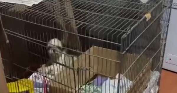 Diario HOY | Limpio: intervienen vivienda y rescatan animales que vivían en deplorable estado