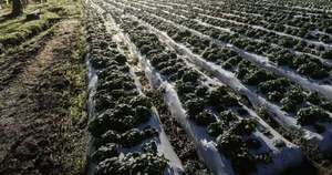 La Nación / Inició la cosecha tempranera de variedades de frutilla