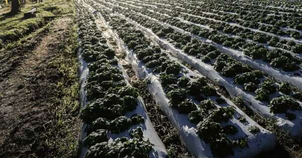 La Nación / Inició la cosecha tempranera de variedades de frutilla