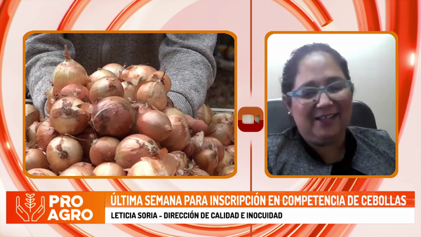 Última semana para inscripción en competencia de cebollas - Megacadena - Diario Digital