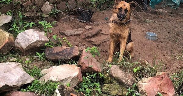 La Nación / Limpio: allanan casa y rescatan a 33 perros, cuyas crías eran vendidas en redes sociales