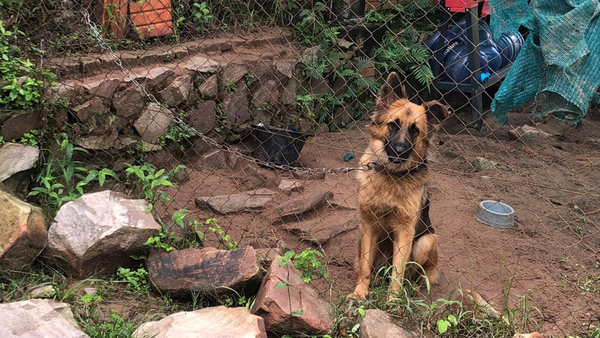 Fiscal interviene vivienda y rescata animales que vivían en deplorable estado