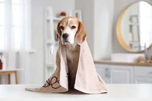 Bañar a mi perro en días frescos ¿podría provocarle resfrío? - Mascotas - ABC Color