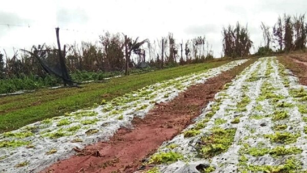 Alertan sobre posibles heladas que podrían perjudicar a cultivos