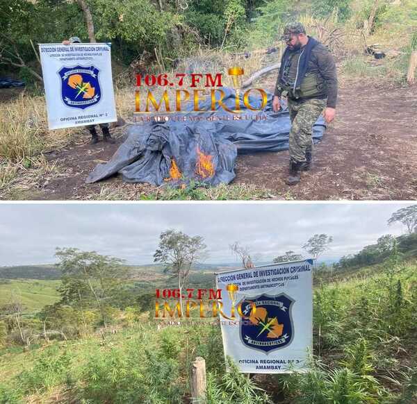Antinarcóticos destruye 5 hectáreas de plantaciones de marihuana y 3 mil kilos del tipo picada