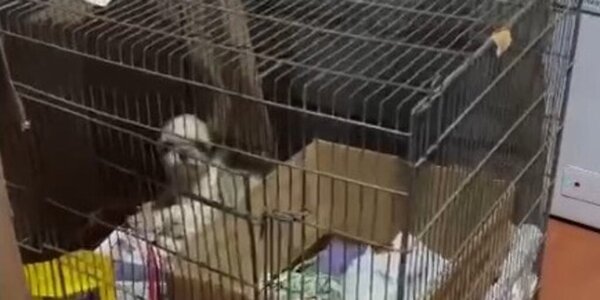 Limpio: intervienen vivienda y rescatan animales que vivían en deplorable estado