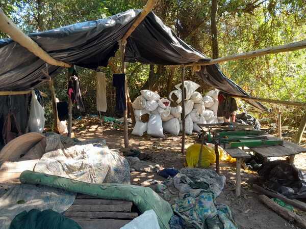 Destruyen varias hectareas de plantaciones de marihuana - Oasis FM 94.3