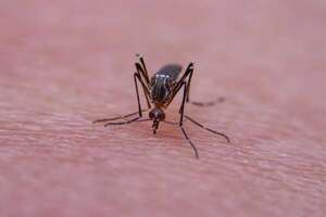 Aprobada la primera vacuna contra el virus Chikunguña en la Unión Europea - Mundo - ABC Color